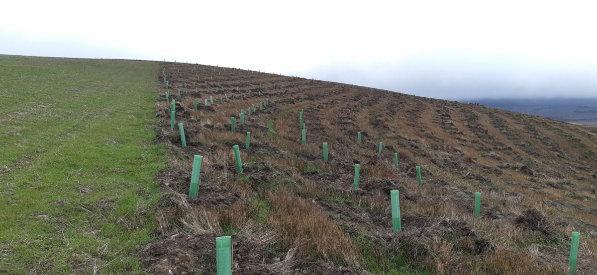 P&G se une a Reforest’Action y planta 10.000 árboles en zonas afectadas por los incendios en Castilla y León